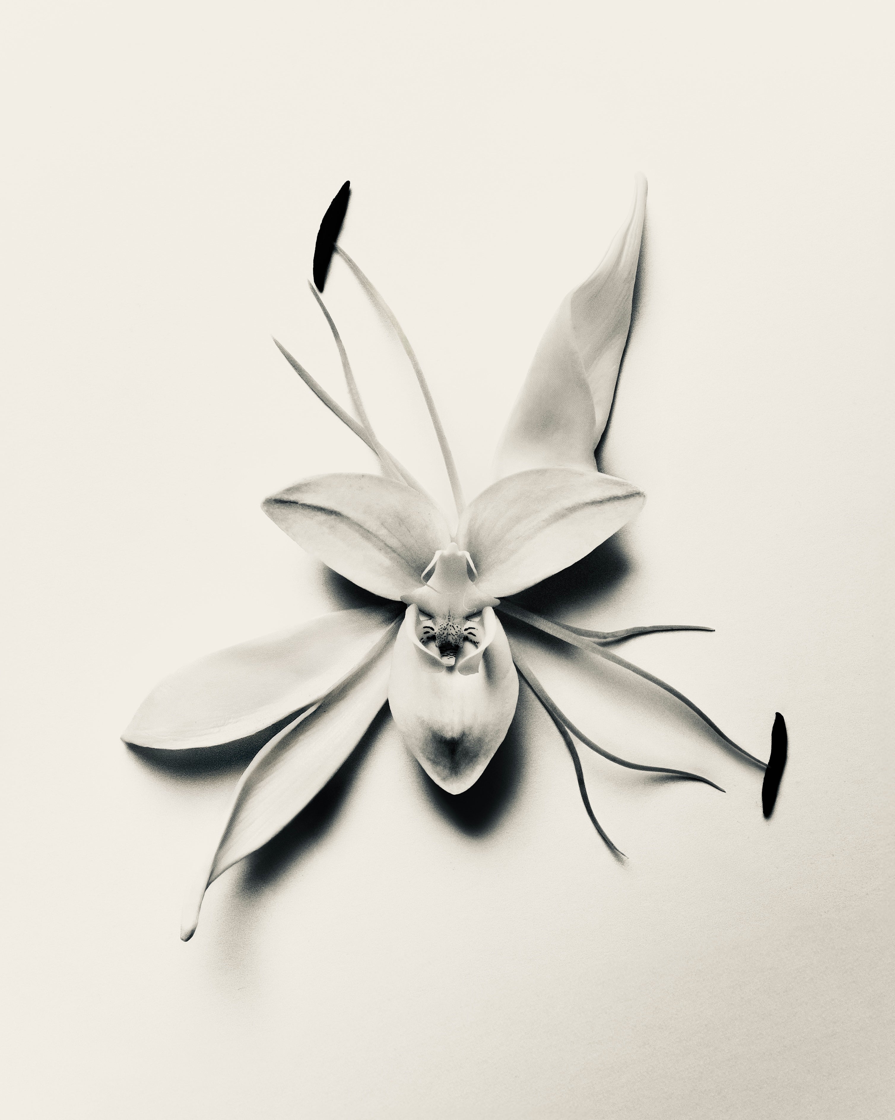 N E O DESIGNER COLLECTION